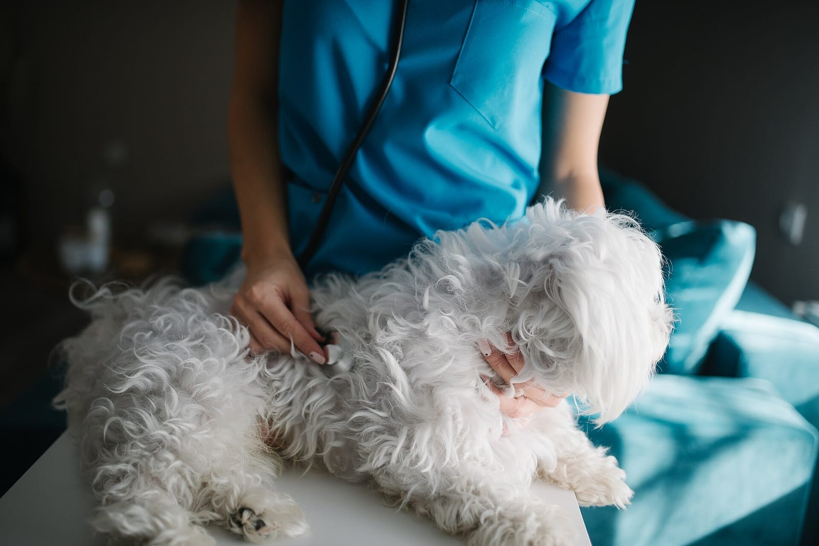 A veterinarian listens to a small dog’s chest with a stethoscope during an examination.